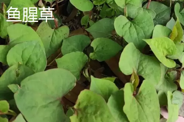 农村适合种什么野菜,看准市场再选择 农村适合种什么野菜,看准市场再选择