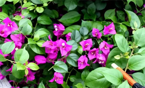 叶子花(三角花)如何养殖 叶子花(三角花)如何养殖