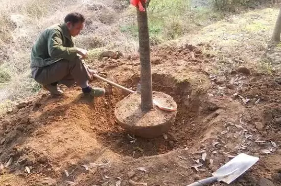 冬季移栽树木几天浇一次水 冬季移栽树木几天浇一次水