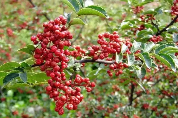 农村种植什么赚钱不愁销路,投入低前景好 农村种植什么赚钱不愁销路,投入低前景好