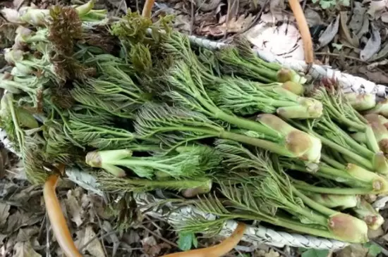 刺嫩芽是什么 刺嫩芽是什么