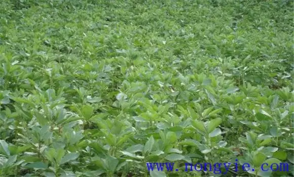反季节蚕豆种植技术与管理方法 反季节蚕豆种植技术与管理方法