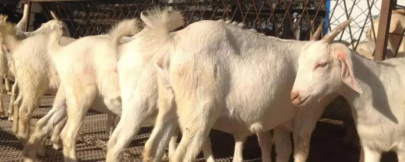 养殖肉羊怎么亏本的,赔钱的原因 养殖肉羊怎么亏本的,赔钱的原因