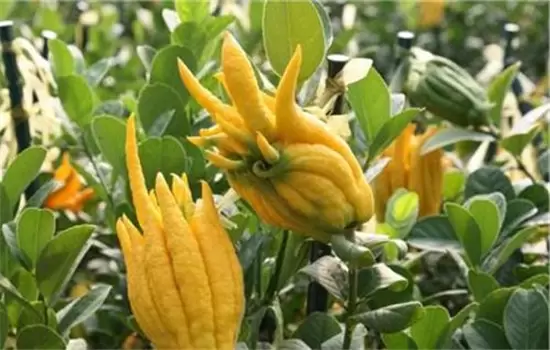佛手盆栽的种植方法 佛手盆栽的种植方法