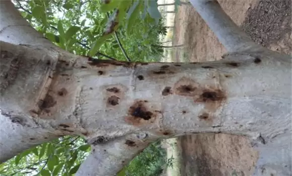 核桃腐烂病的症状表现 核桃腐烂病的症状表现