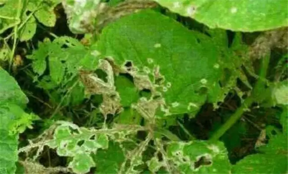 豆角腻虫是什么原因导致的