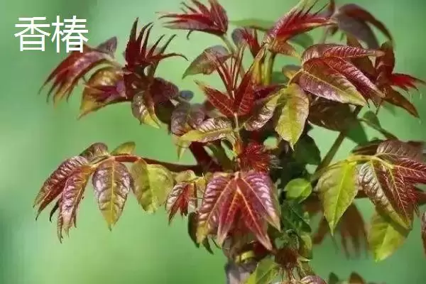 农村适合种什么野菜,看准市场再选择 农村适合种什么野菜,看准市场再选择
