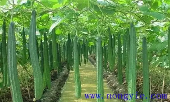 丝瓜种植温度要求