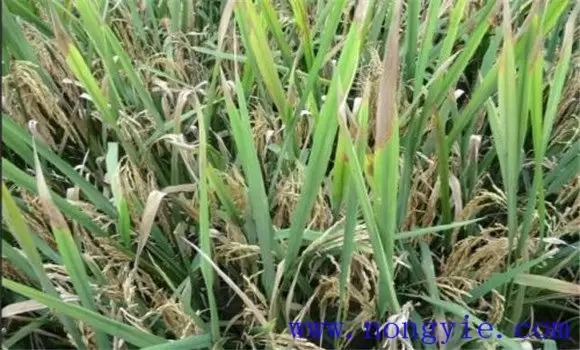以“预防为主”防治水稻稻瘟病的四步曲 以“预防为主”防治水稻稻瘟病的四步曲
