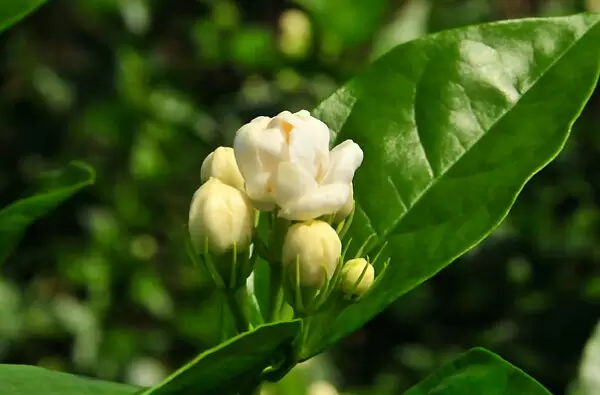 养茉莉花的好处