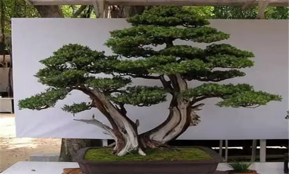 刺柏的盆景制作技术 刺柏的盆景制作技术