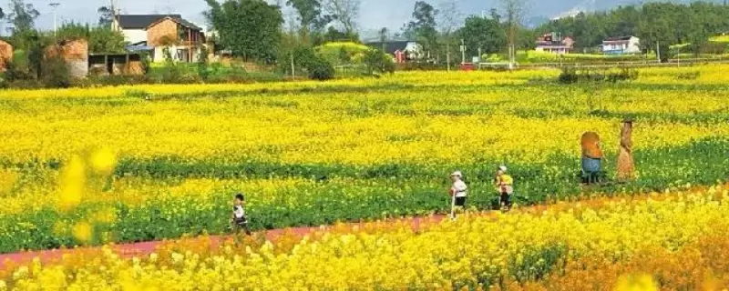 休闲农业为什么不赚钱,有这些原因 休闲农业为什么不赚钱,有这些原因