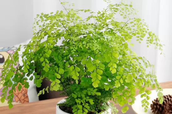 家里养绿色植物可以净化空气、杀菌消毒吗 家里养绿色植物可以净化空气、杀菌消毒吗