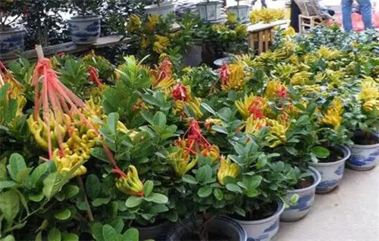 佛手盆栽的种植方法 佛手盆栽的种植方法