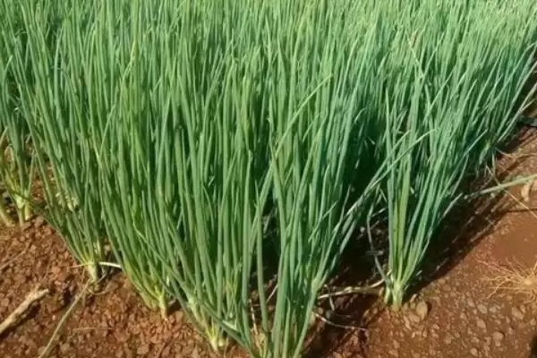 大葱的品种有哪些,什么时间种植、怎样种植 大葱的品种有哪些,什么时间种植、怎样种植
