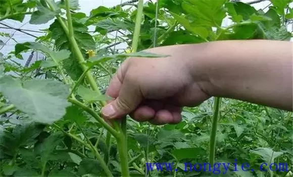 番茄换头整枝技术:棚室番茄的换头整枝方法 番茄换头整枝技术:棚室番茄的换头整枝方法