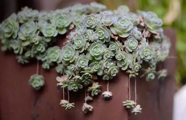 多肉植物什么时候浇水? 多肉植物什么时候浇水?