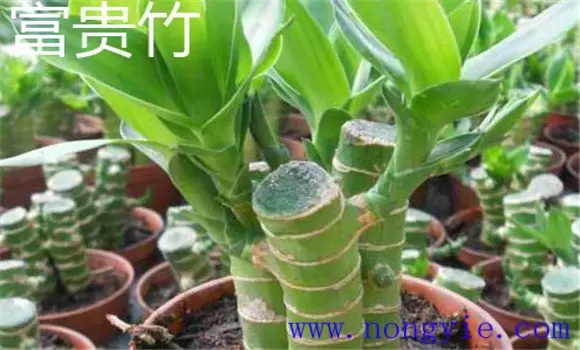 观音竹叶子发黄是什么原因 观音竹叶子发黄是什么原因
