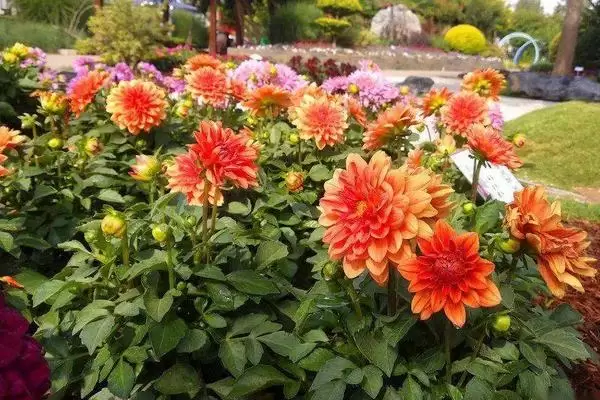 大丽花是一年生还是多年生?大丽花的越冬方法 大丽花是一年生还是多年生?大丽花的越冬方法
