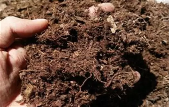 非洲茉莉怎么养 非洲茉莉怎么养