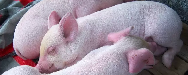 养猪大棚怎么盖 养猪大棚怎么盖