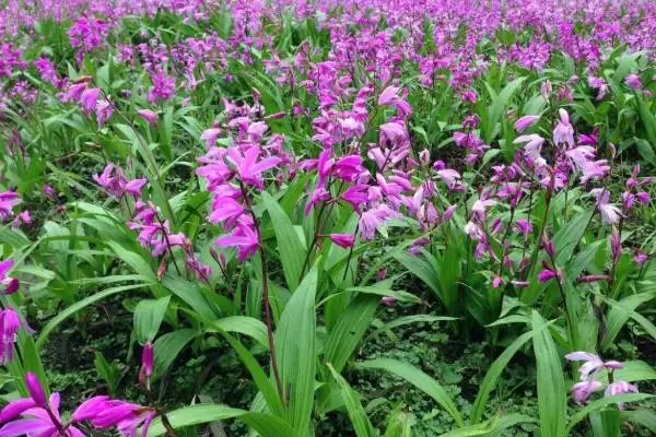 农村种植什么赚钱不愁销路,投入低前景好 农村种植什么赚钱不愁销路,投入低前景好
