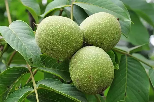 核桃高效种植技术 核桃高效种植技术