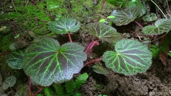 如何清洗花卉植物的叶片：注意时间和方法