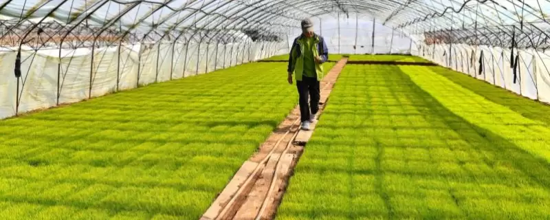 农村创业者可以怎么样进行农业市场调查,这三点是关键 农村创业者可以怎么样进行农业市场调查,这三点是关键