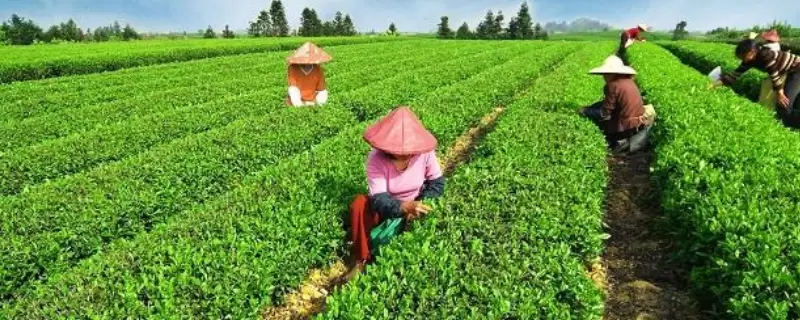 农民有哪些渠道可以获取创业资金,快来看看这几个方面 农民有哪些渠道可以获取创业资金,快来看看这几个方面