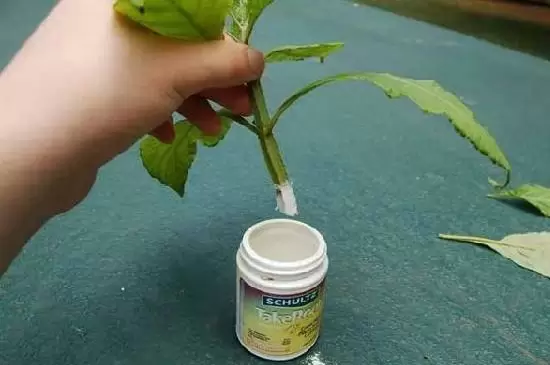 多菌灵用后多久再浇生根粉 多菌灵用后多久再浇生根粉