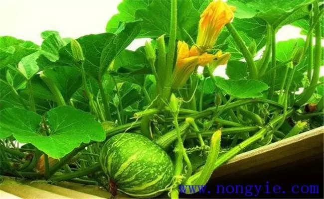 南瓜种植需要哪些条件 南瓜种植需要哪些条件