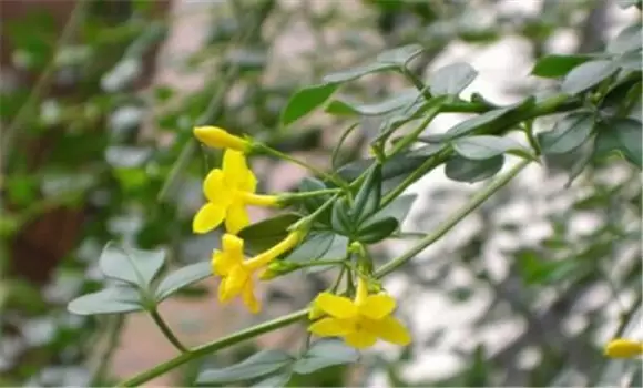 如何栽培迎春花 如何栽培迎春花