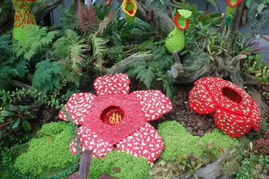 大王花的特点 大王花的特点