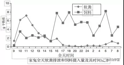 家兔采食与软粪排泄规律插图1 家兔采食与软粪排泄规律插图1