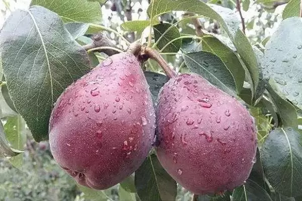 农村种植什么赚钱不愁销路,投入低前景好 农村种植什么赚钱不愁销路,投入低前景好