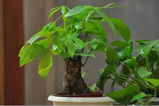 十大吉利招财的花 十大吉利招财的花