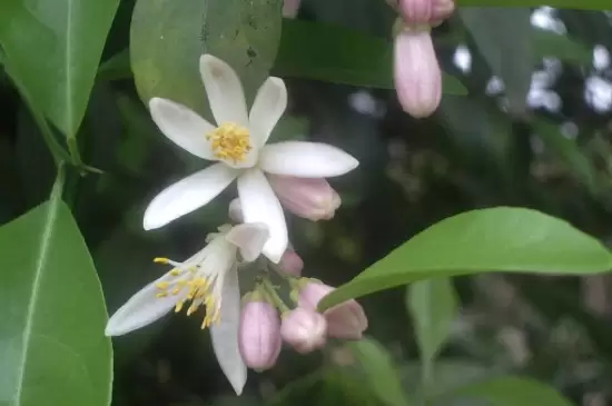 橙花的花语 橙花的花语