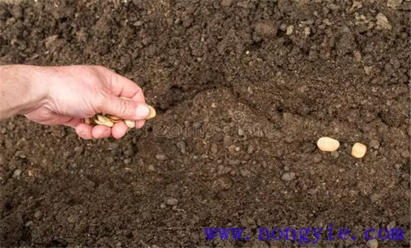 反季节蚕豆种植技术与管理方法 反季节蚕豆种植技术与管理方法