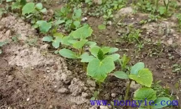 春黄瓜什么时候播种 春黄瓜什么时候播种