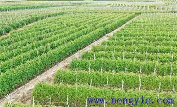 圣女果种植方法和关键栽培步骤