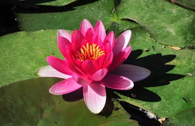在水里养的花有哪些 在水里养的花有哪些