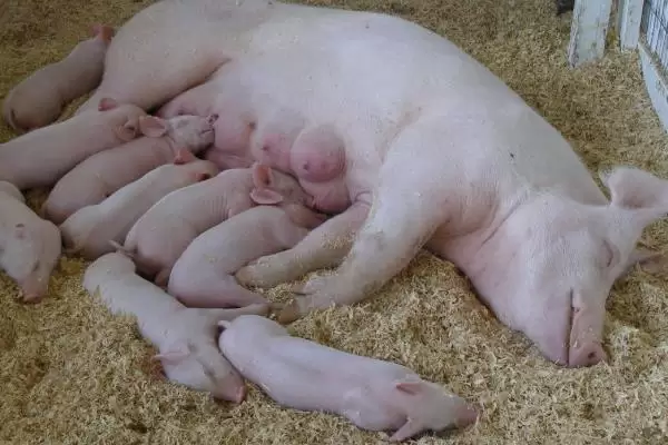 养30头母猪利润与成本,附怎样才能养好母猪 养30头母猪利润与成本,附怎样才能养好母猪