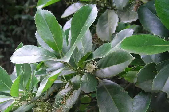 双子叶植物和单子叶植物的区别 双子叶植物和单子叶植物的区别