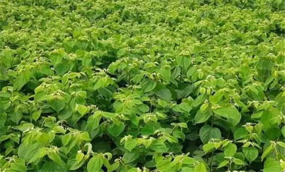 拐枣树苗适合哪里种植 拐枣树苗适合哪里种植