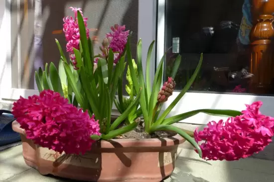 冬季开花的花卉有哪些 冬季开花的花卉有哪些