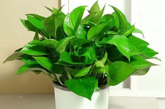 家里养绿色植物可以净化空气、杀菌消毒吗 家里养绿色植物可以净化空气、杀菌消毒吗