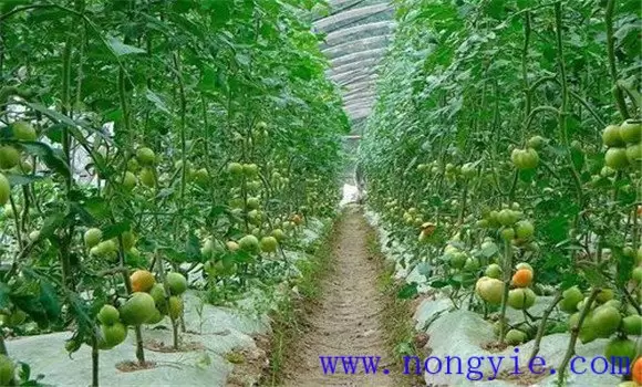 番茄换头整枝技术:棚室番茄的换头整枝方法 番茄换头整枝技术:棚室番茄的换头整枝方法