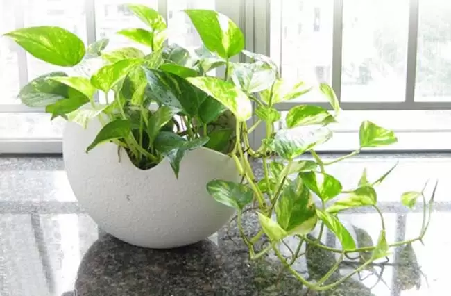 室内水生植物有哪些? 室内水生植物有哪些?