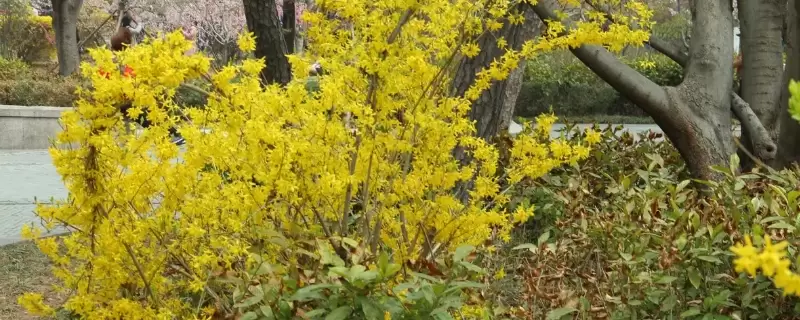 什么花喜欢碱性土壤 什么花喜欢碱性土壤